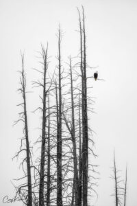 Our Bird Bald Eagle Yellowstone NP