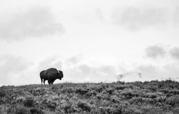 Lone Buffalo by Cory Klein