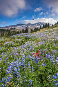 Van Trump Mt Rainier Spring Flowers